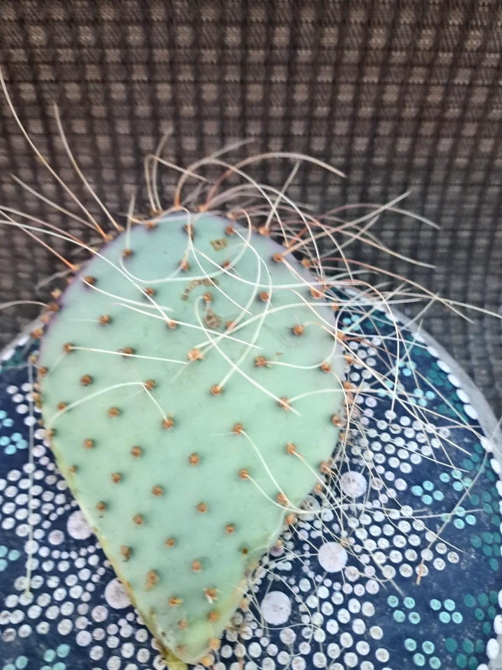 Opuntia Azurea Parva Cactus Cutting, Live Blue Prickly Pear Starter