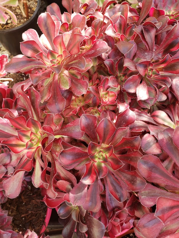 Aeonium Medusa Succulent Cuttings Set of 2 Unrooted Live Rosette Starters for Propagation