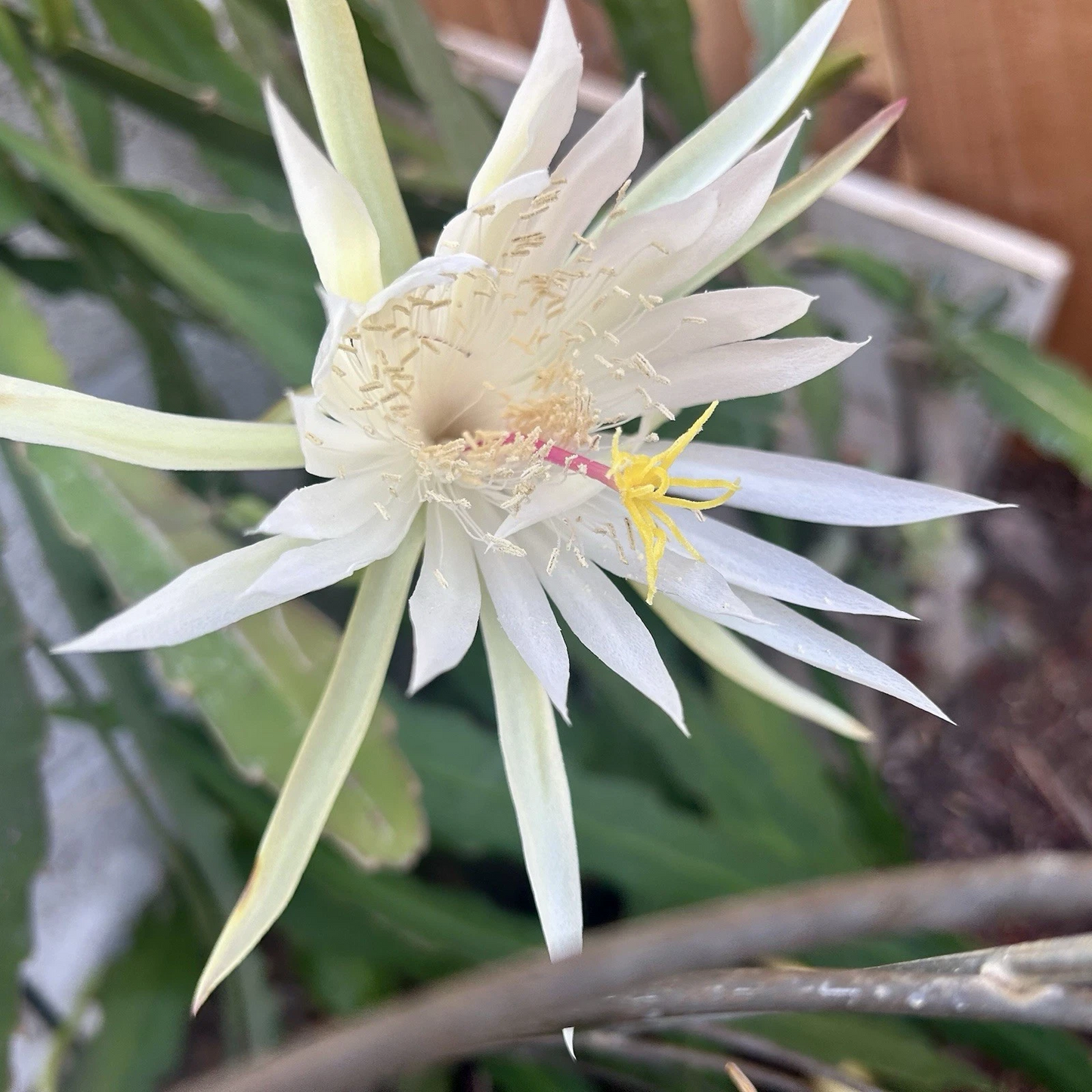 Epiphyllum Orchid Cactus Ophelia Cutting, White Flower 8–10 Inch Unrooted Segment