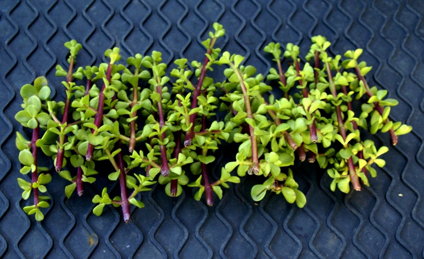 Elephant Bush Succulent Cuttings – 20+ Fresh Portulacaria Afra Cuttings, Green Rosette Succulent for Propagation