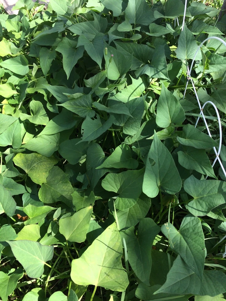 Okinawa Purple Sweet Potato Slips – 10 Live Unrooted Ipomoea Batatas Cuttings for Planting