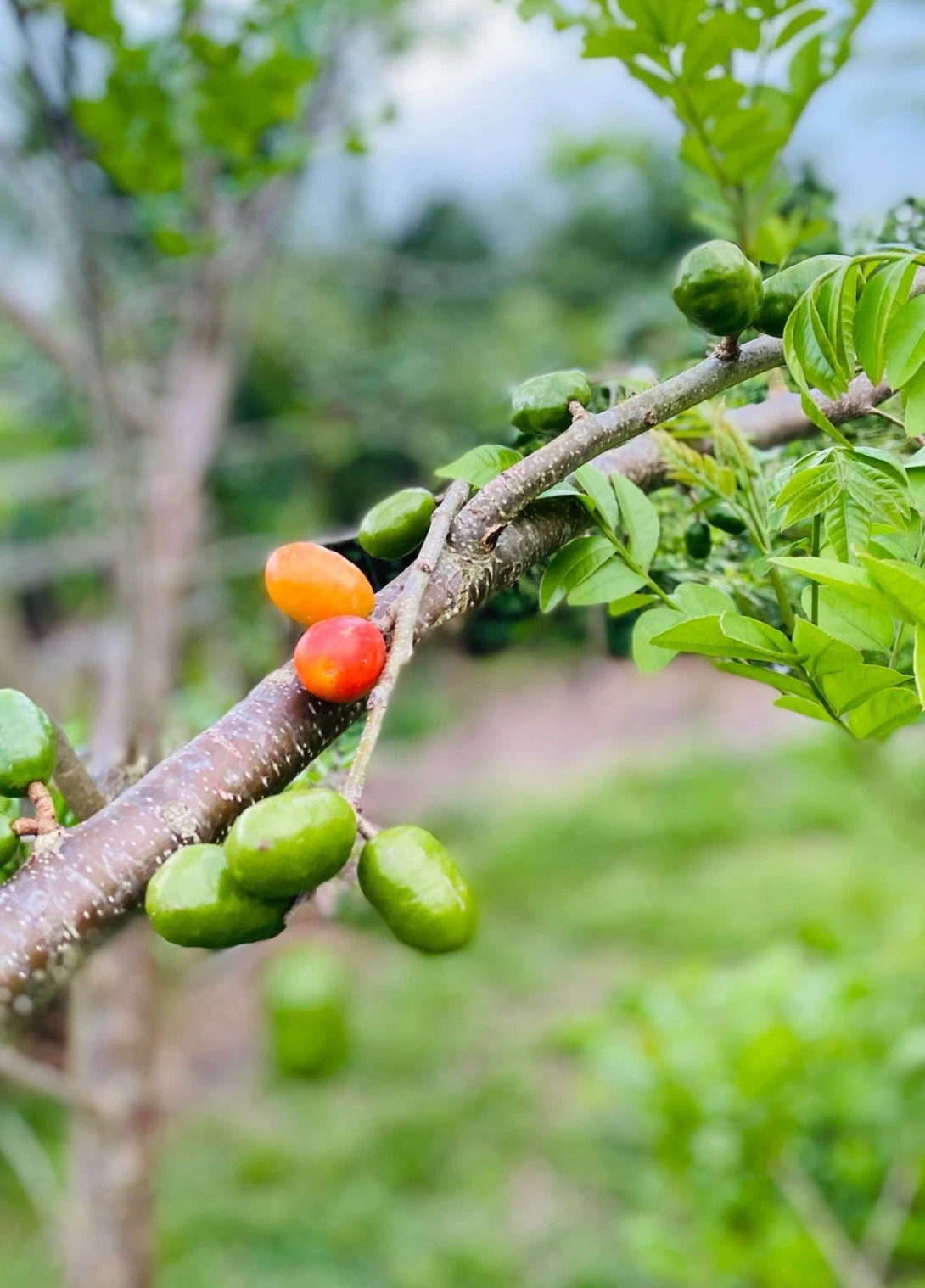 Hog Plum Cuttings – 5 Fresh Jamaican Red Coat Plum Cuttings up to 9 Inches Long, Spondias purpurea