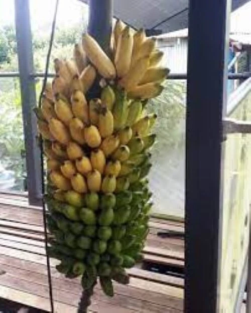 Pisang Ceylon Musa Banana Tree Small Rooted Starter Plant Live Tropical Fruit Plant for Garden or Container