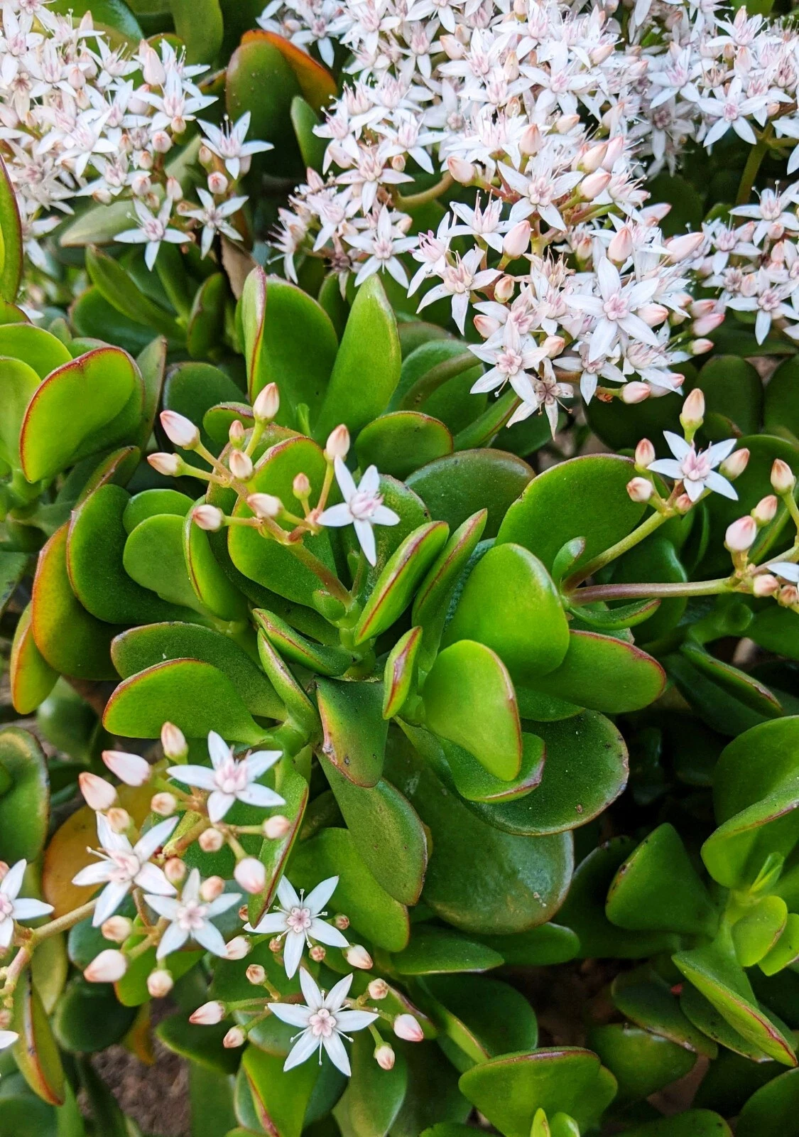Jade Plant Crassula Ovata Succulent Cuttings – 3 Live Unrooted Cuttings 3 to 5 Inch for Propagation