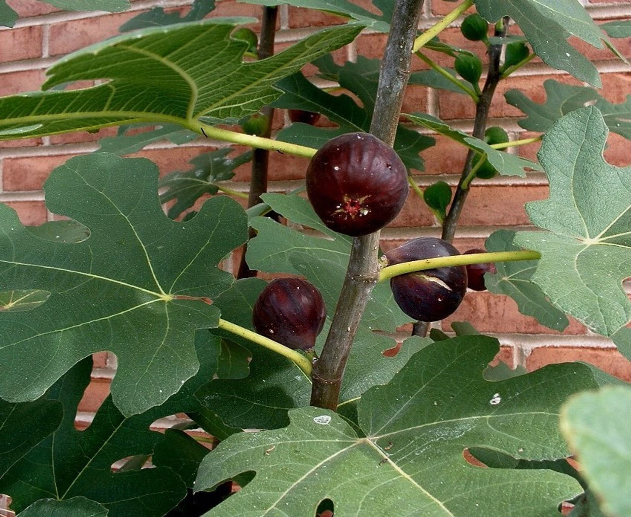 Chicago Hardy Fig Cuttings – 5 Ficus Carica Cuttings with Willow Water Rooting Aid for Propagation