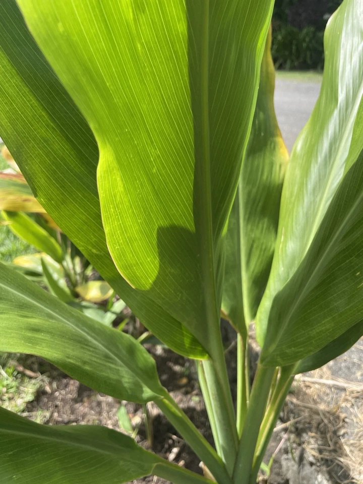 Green Ti Leaf Plant Cuttings – 12 Hawaii Grown Cordyline Fruticosa Logs, 6–7 Inch Manoa Variety