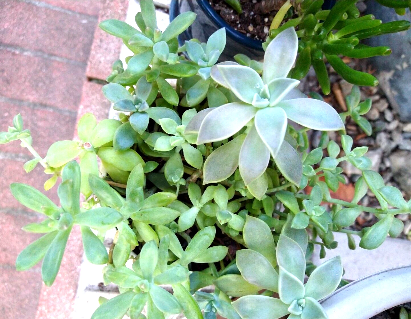 Sedum Clavatum Succulent Cuttings Bulk Lot, 15 Rosettes and Stems for Propagation