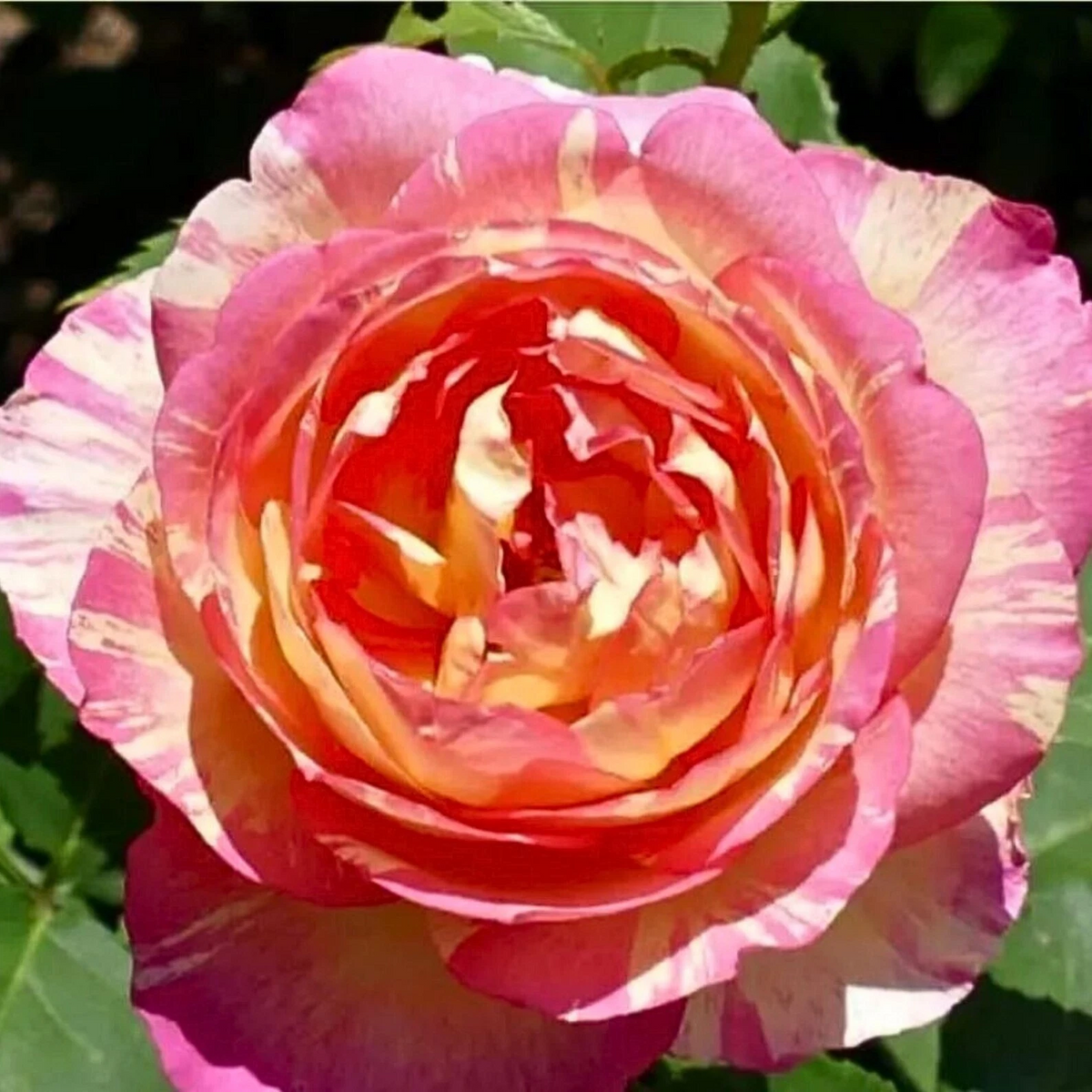 Marc Chagall Rose Cuttings 3 Pieces Unrooted Hybrid Tea Rose for Rooting or Grafting