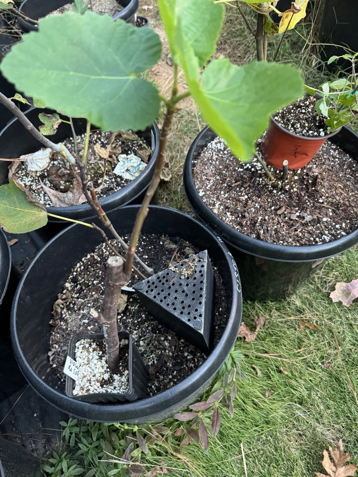 Chicago Hardy Fig Cuttings – 10 Unrooted Ficus carica Scions for Propagation, Cold Tolerant Outdoor Fig Tree