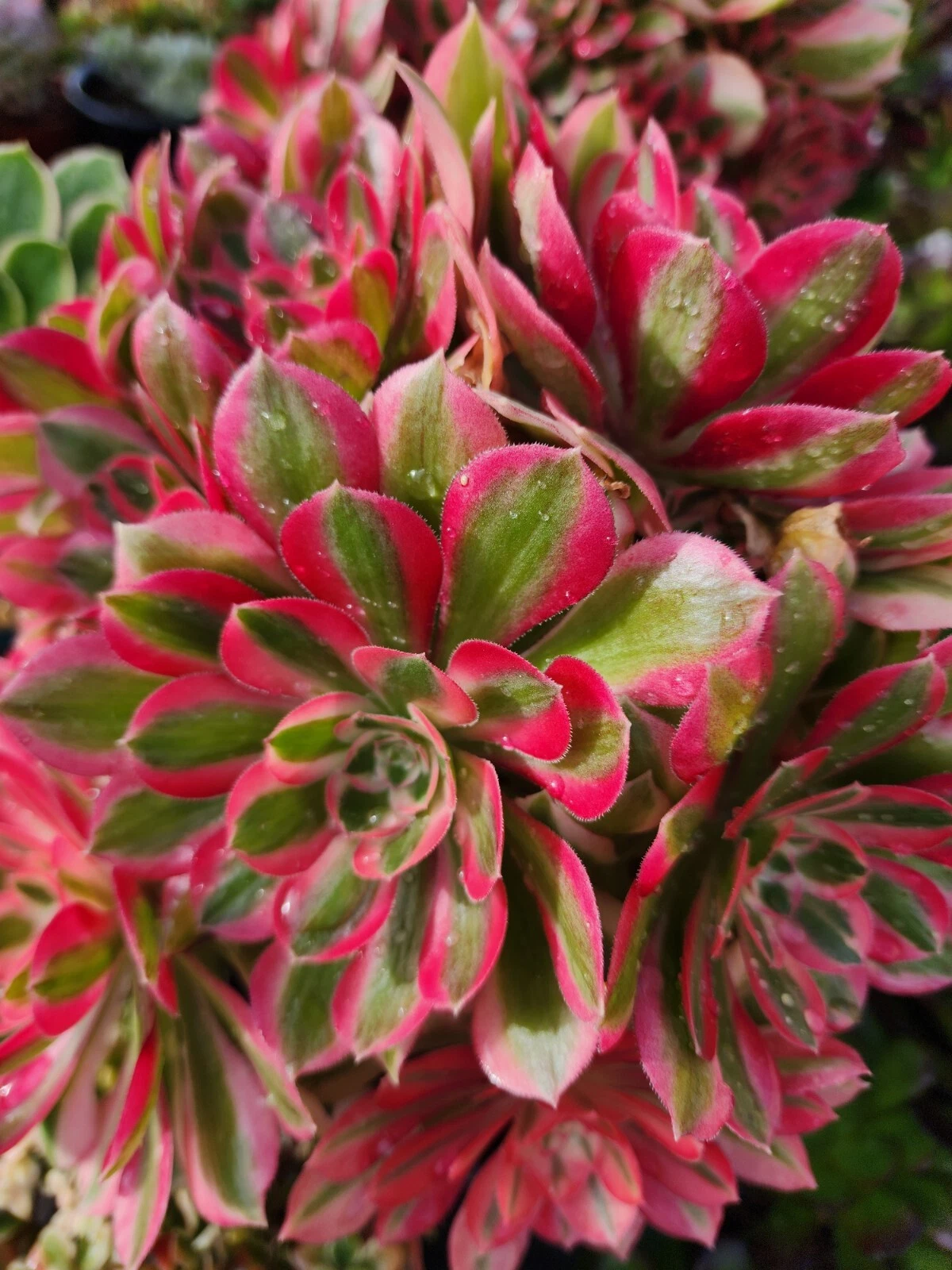 Aeonium Pink Witch Succulent Cutting 2.5 Inch Unrooted Live Rosette Plant for Propagation