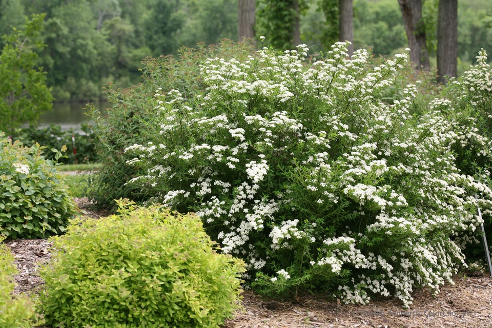 White Wedding Cake Spirea Cuttings – Set of 10 Unrooted 6–8 Inch Spiraea Shrub Cuttings, Flowering Garden Plant