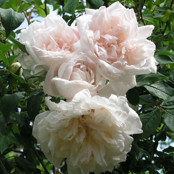 Madame Alfred Carriere Climbing Rose Cuttings – 8 Live Unrooted Rose Cuttings for Rooting or Grafting, Garden Vine