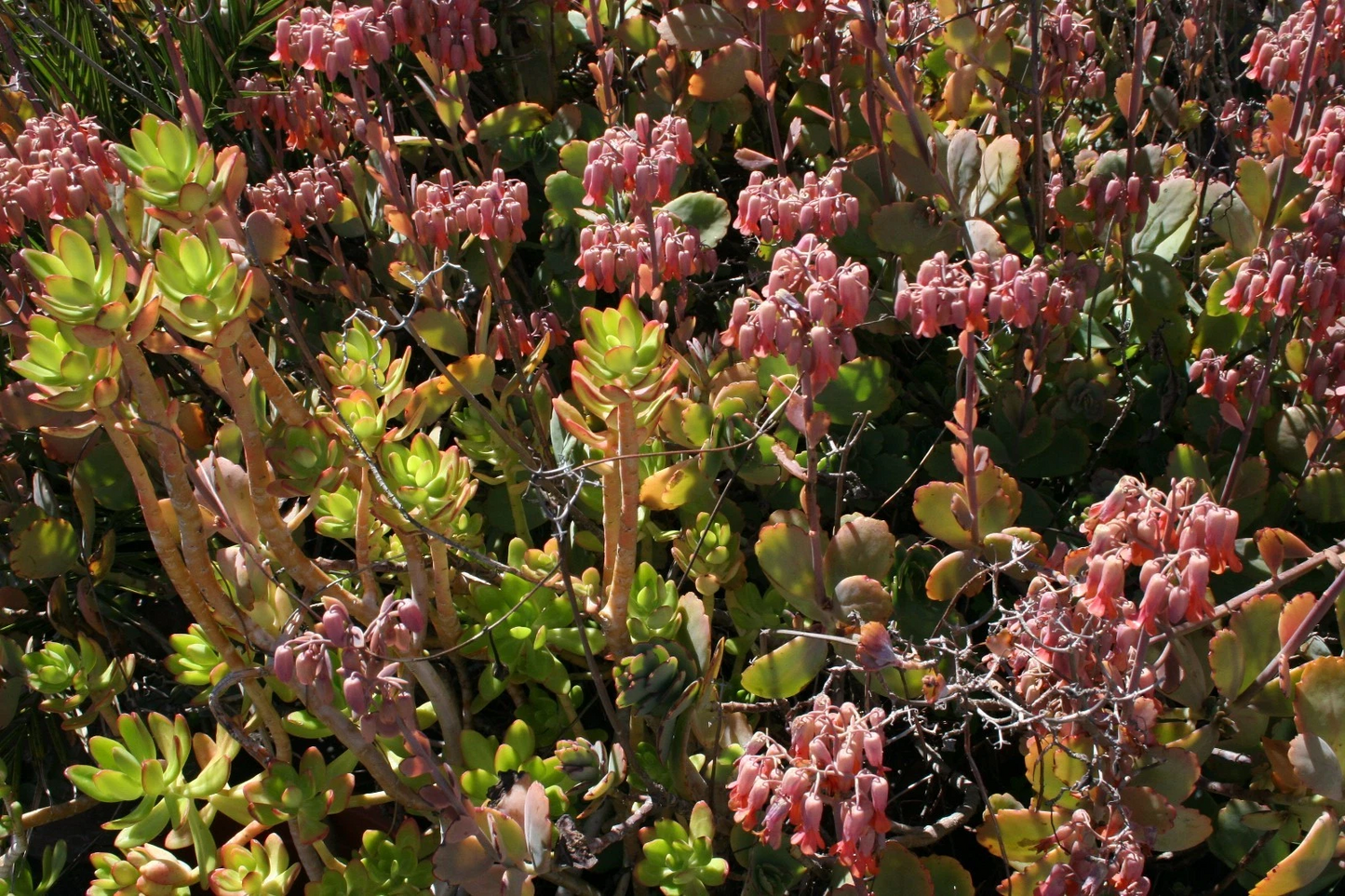 Succulent Cuttings Assorted Varieties 5x5x5 Box Fresh Healthy Unrooted Live Clippings for Propagation