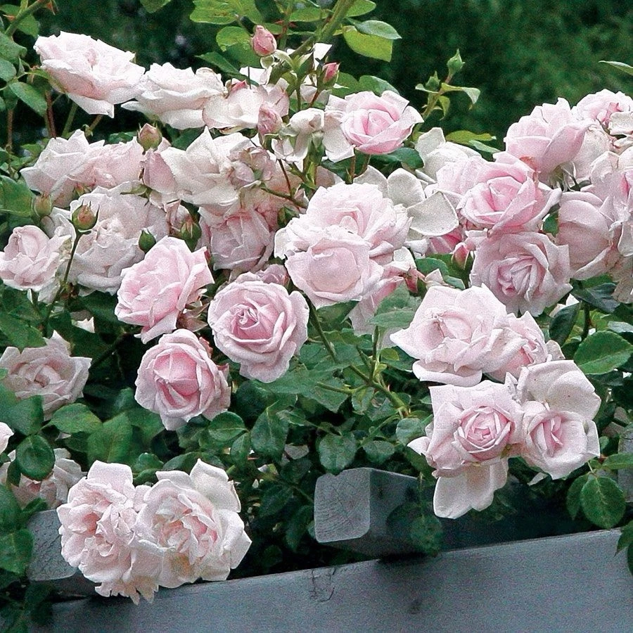New Dawn Climbing Rose Cuttings Set of 6 Unrooted Live Rose Stems 6 Inch Long for Propagation