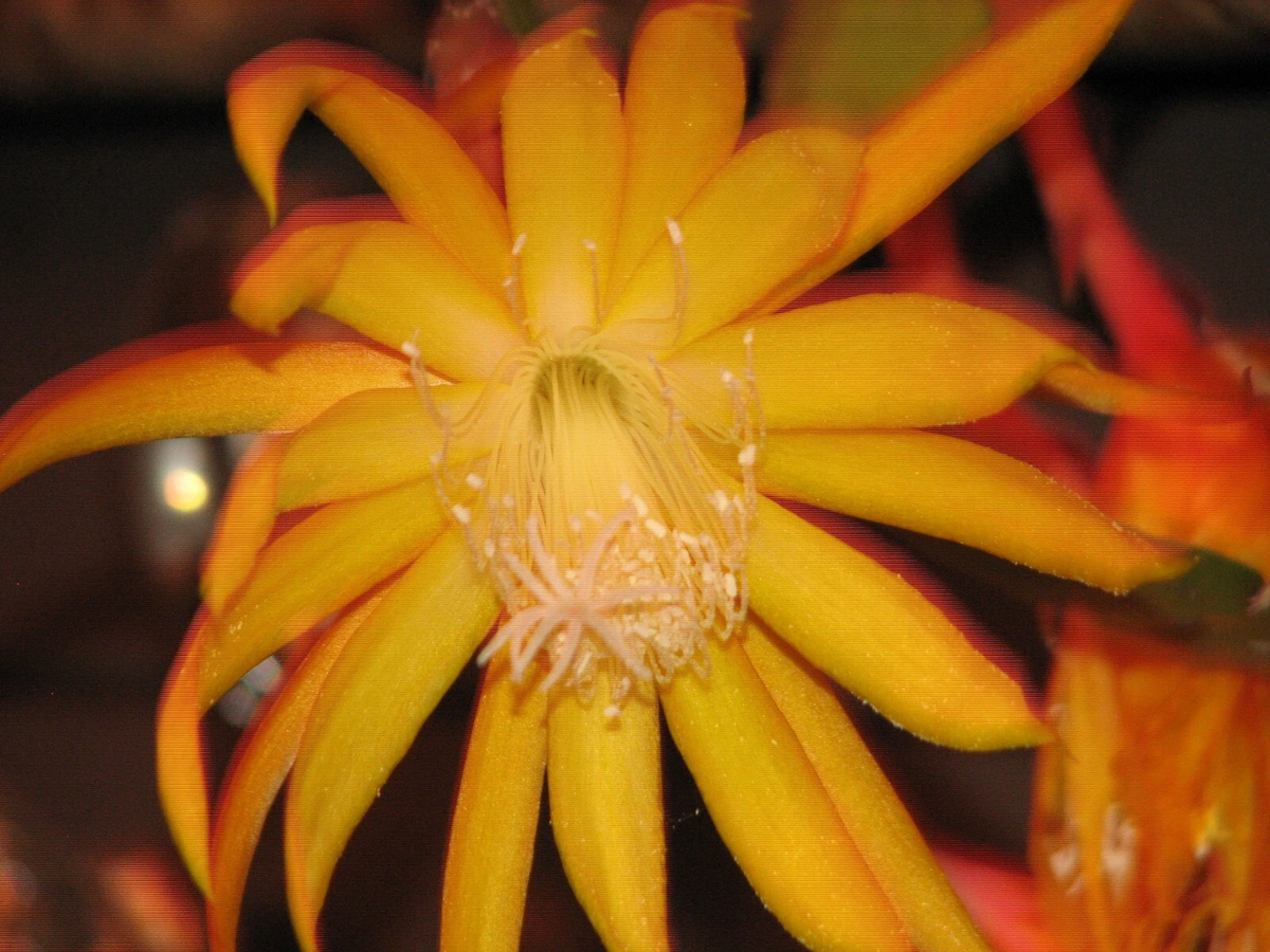 Epiphyllum “Frühlings Gold” Cactus Cutting – Epiphytic Orchid Cactus Cutting for Indoor Growing