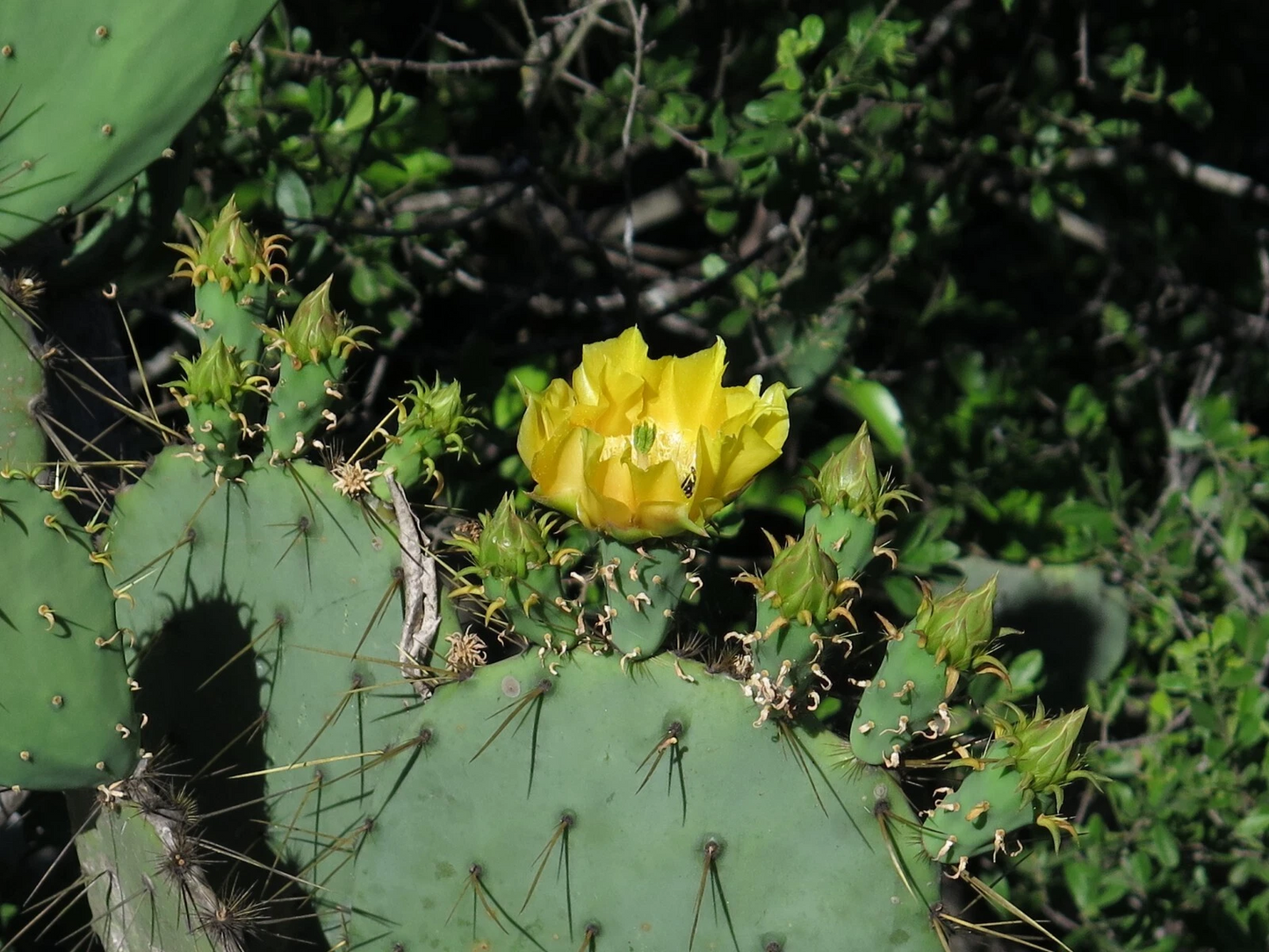 Engelmann’s Prickly Pear Cactus Cutting – Live Opuntia Engelmannii Pad, Desert Cactus for Planting