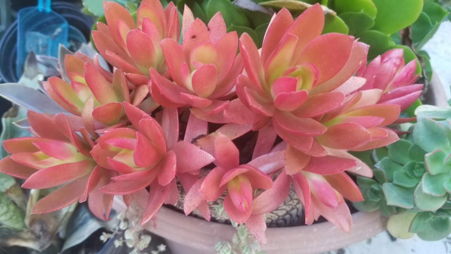 Campfire Succulent Cuttings Crassula Capitella Campfire, Colorful Succulent Plant Cuttings Set of 3