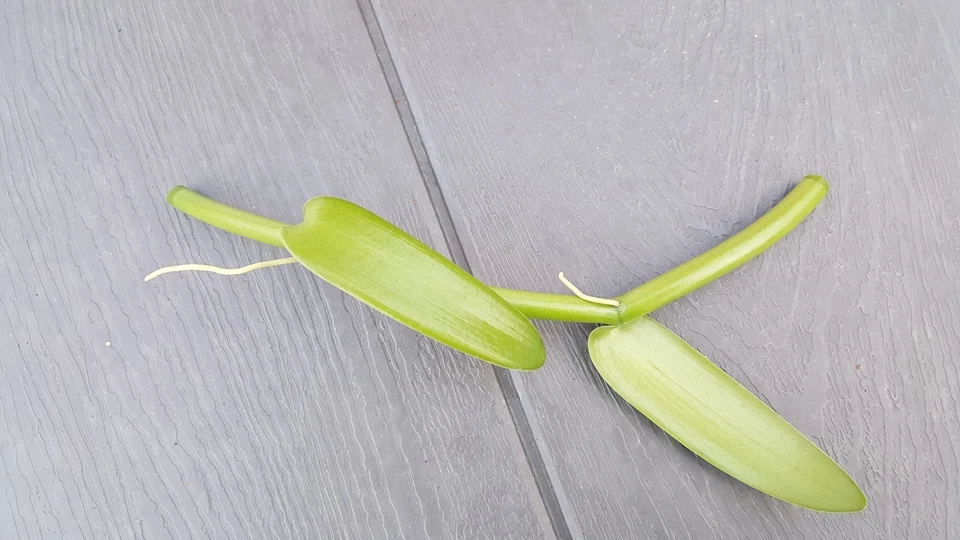 Vanilla Bean Orchid Cutting – 12 Inch Fresh Vanilla Planifolia Vine Cutting for Propagation