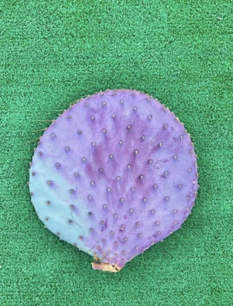 Santa Rita Purple Prickly Pear Cutting – 6 Inch Opuntia santa-rita Unrooted Cactus Segment for Propagation