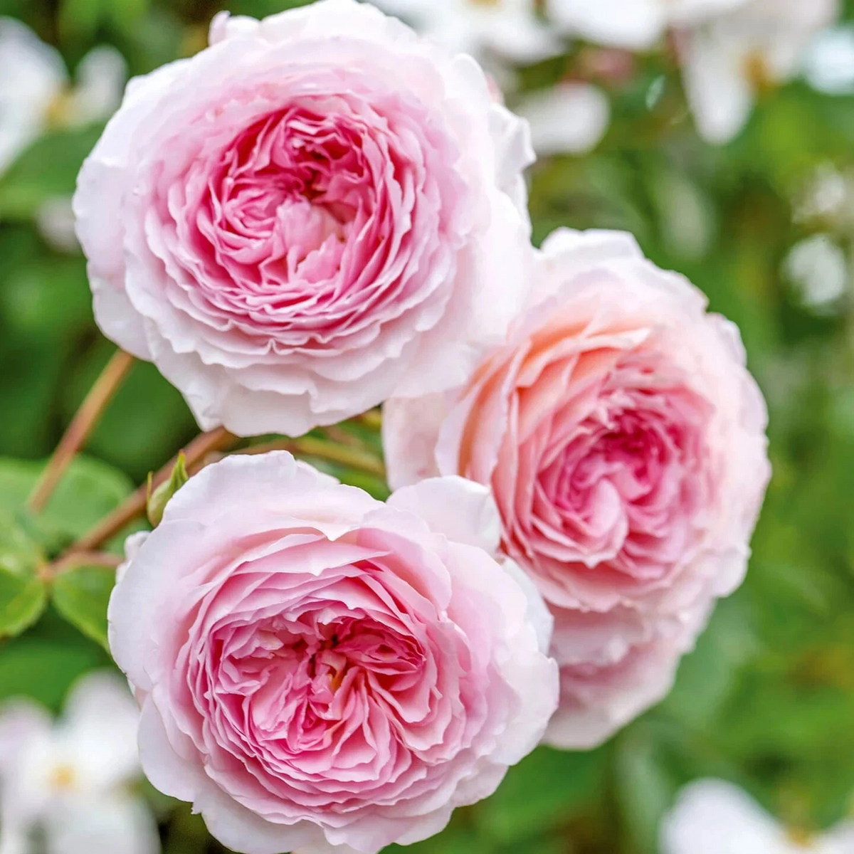 English Climbing Rose James Galway Auscrystal Unrooted Cuttings 3 Stems 5–8 Inch for Propagation