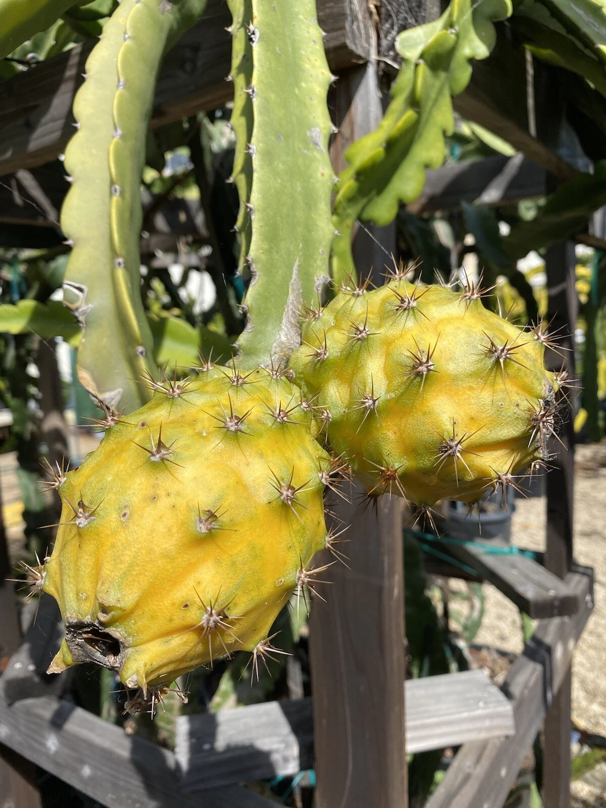 Giant Yellow Dragon Fruit Cuttings Megalanthus Pitaya 2 Mature Cuttings 1 Foot Long