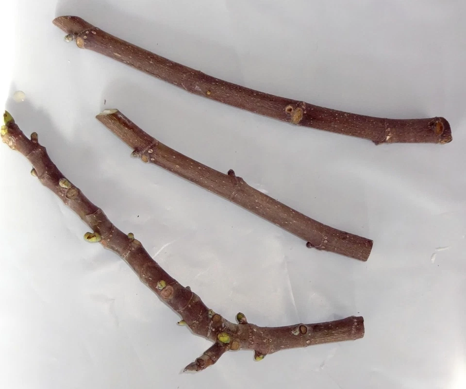 Petite Negri Fig Cuttings – 2 Fresh Dwarf Fig Tree Cuttings, Ficus Carica for Propagation, Zones 8–10
