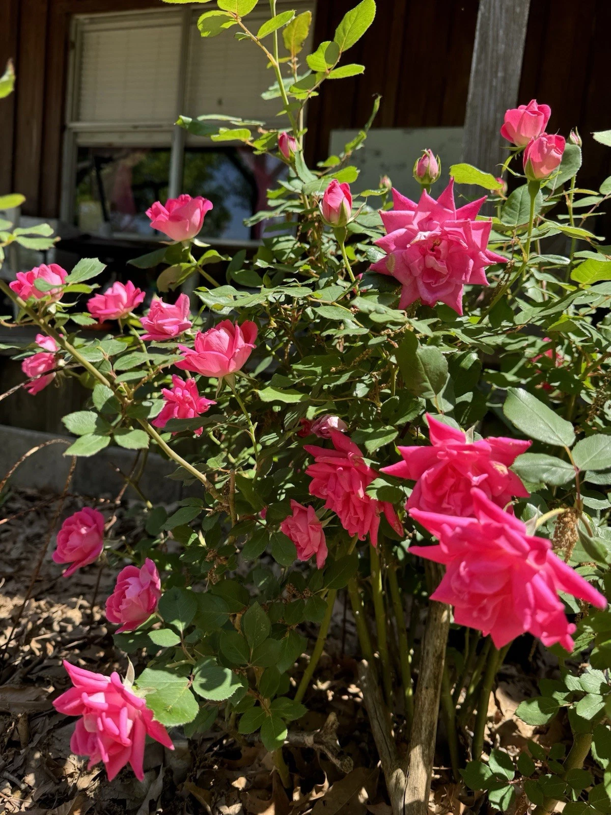 Double Pink Knock Out Rose Rooted Cuttings Live Rosa Shrub Plants