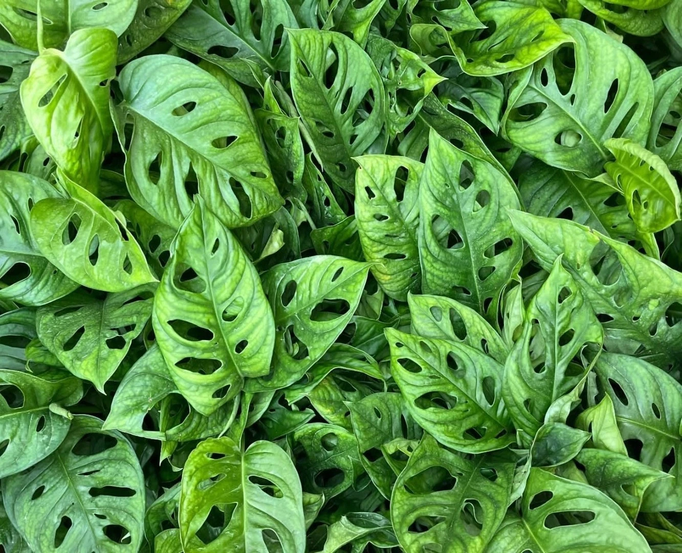 Monstera Adansonii Swiss Cheese Plant Live Houseplant Fully Rooted in 3 Inch Pot