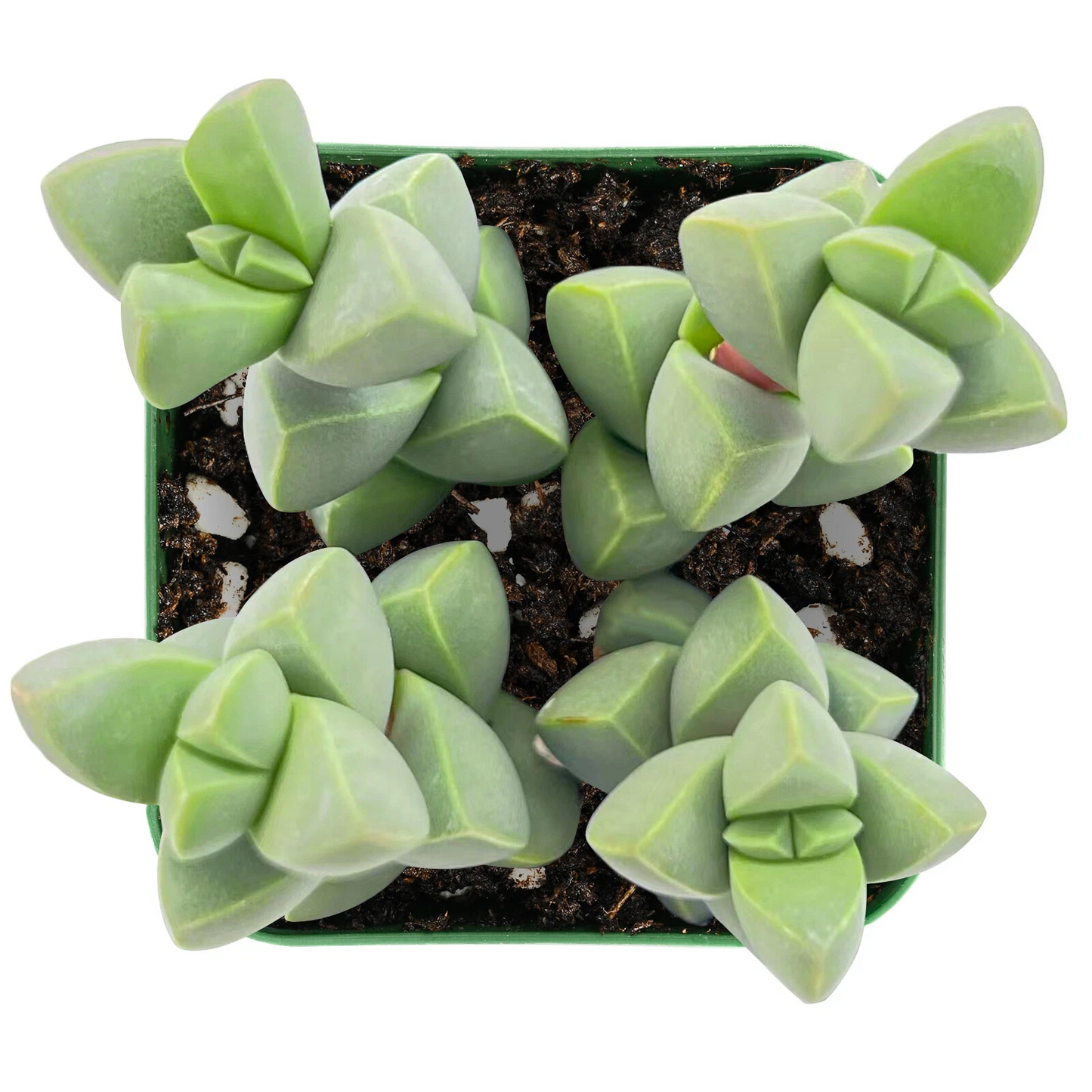 Ice Plant Succulent – Corpuscularia lehmannii Live Plant, Astridia Velutina Brocade Succulent for Indoor Containers