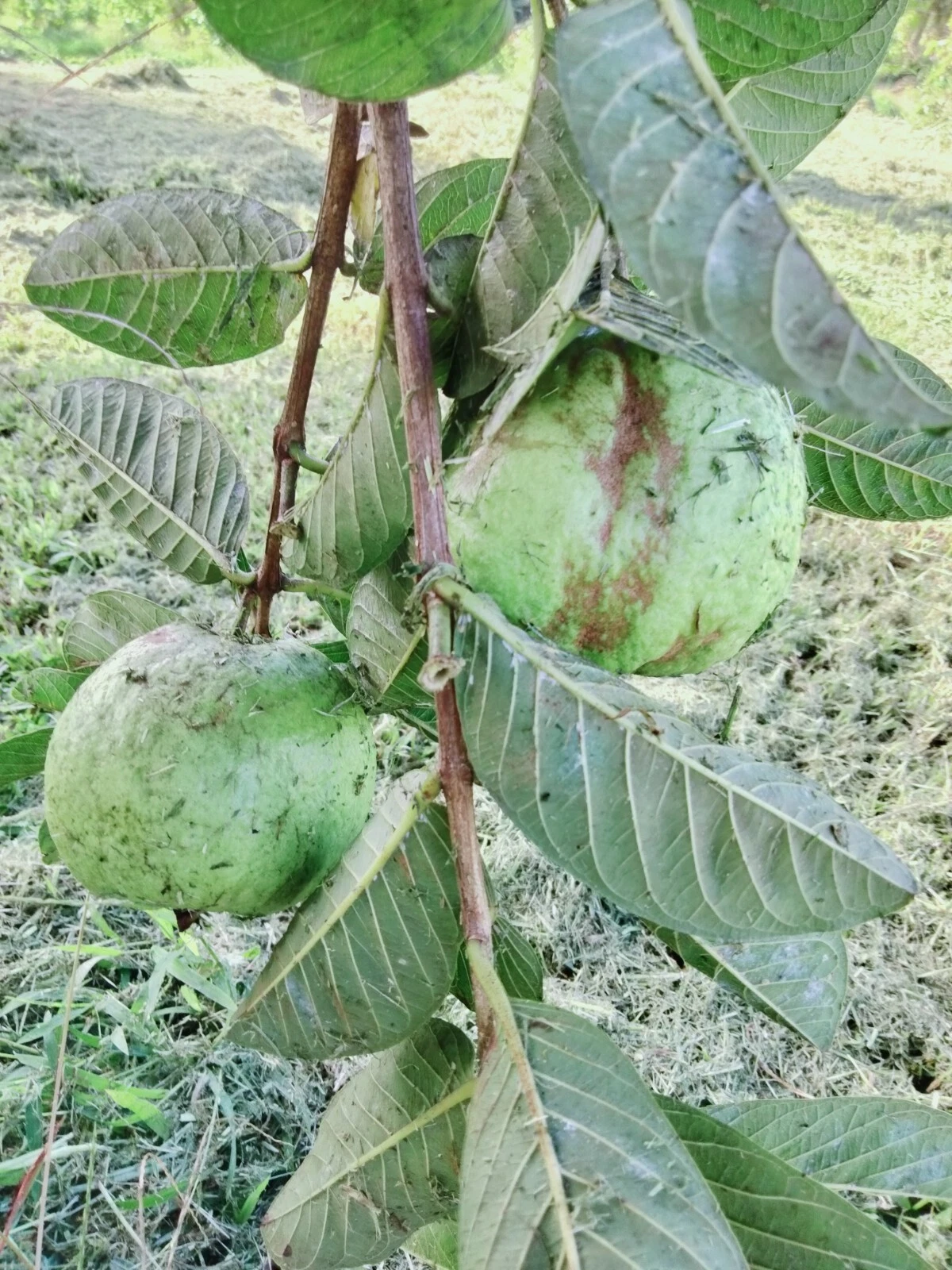 Guava Tree Cuttings Unrooted, Psidium guajava Scions 4–5 Inch for Rooting or Grafting Set of 3