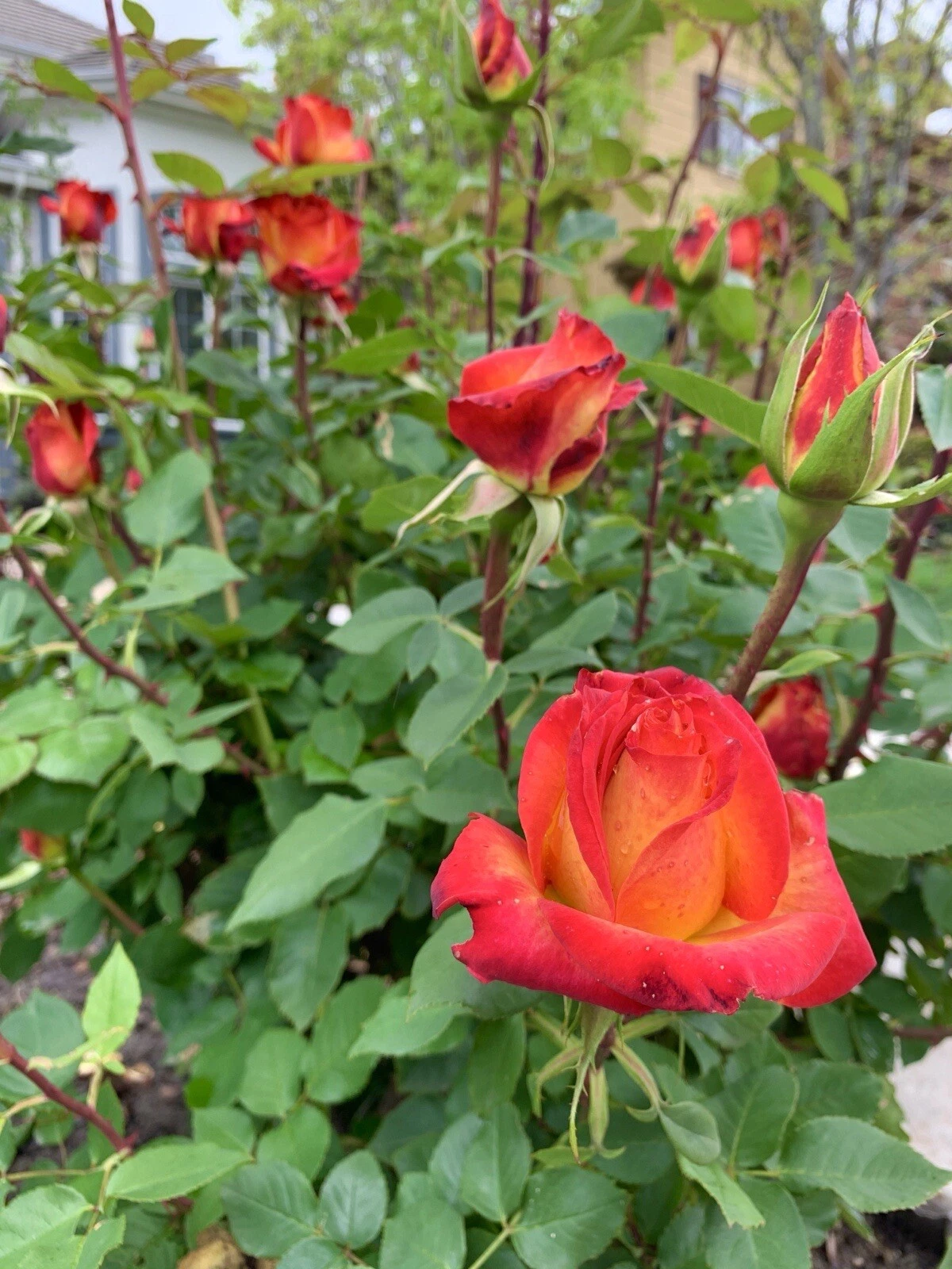 Yellow Orange Rose Cuttings – 5 Live Rose Stems for Planting, Ornamental Flowering Rose Propagation