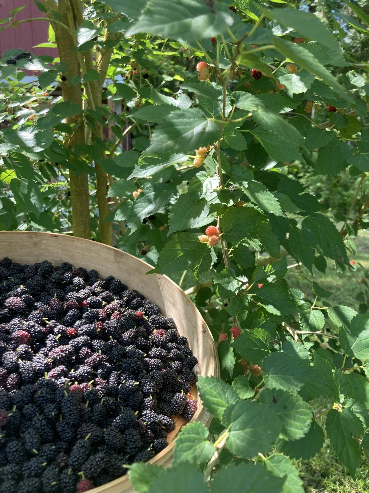2 Florida Everbearing Black Mulberry Rooted Cuttings Morus nigra 6 Inch Bare Root Fruit Tree Starter Plants