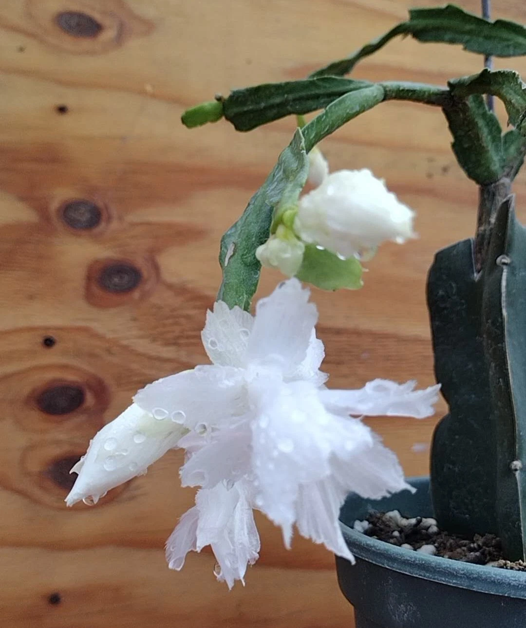 White Flamenco Thanksgiving Christmas Cactus Cuttings, Unrooted Schlumbergera Segments