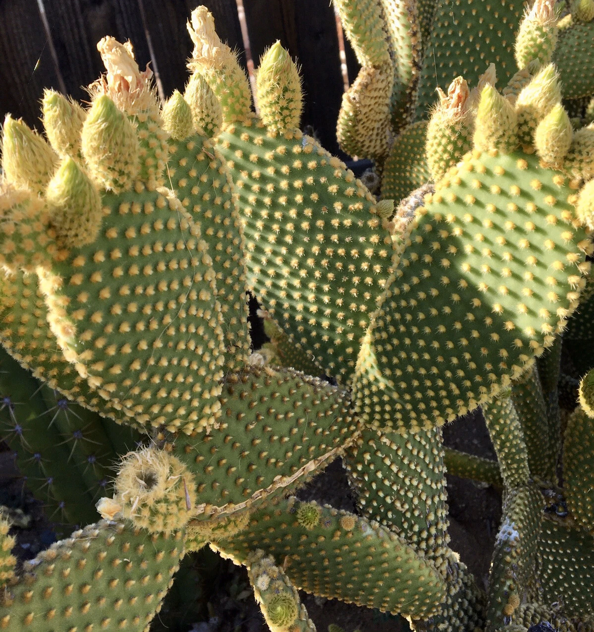 Bunny Ears Cactus Pads Set of 5 Opuntia Microdasys Unrooted Live Cactus for Propagation