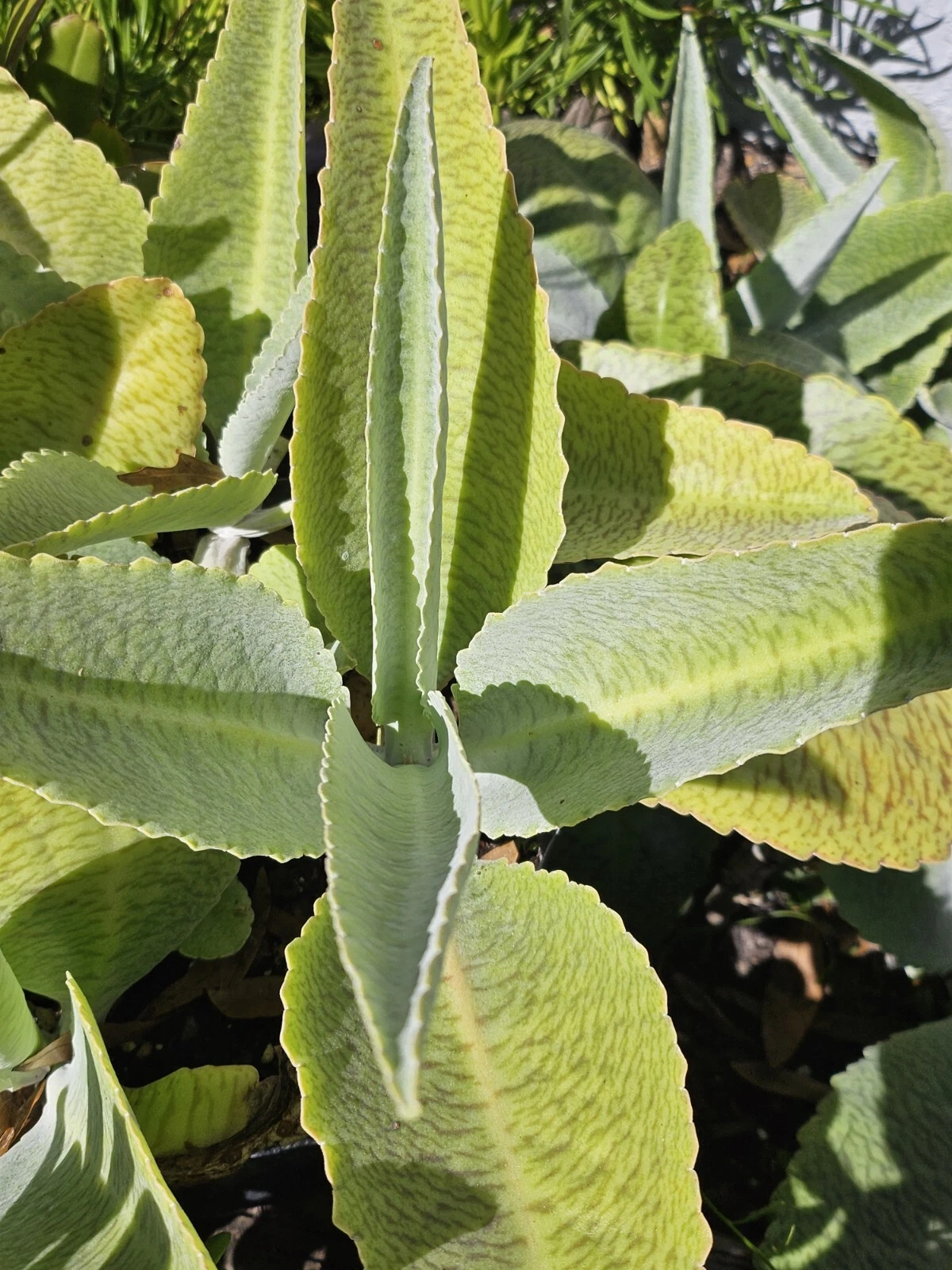Donkey Ear Kalanchoe Live Plant – Rooted Kalanchoe Gastonis-Bonnieri Succulent, 4 to 10 Inch Potted Plant
