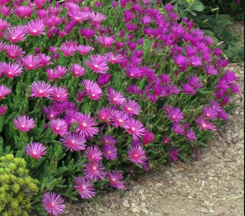 Magenta Ice Plant Delosperma Cooperi Ground Cover Cuttings Set of 5 Unrooted Hardy Succulent