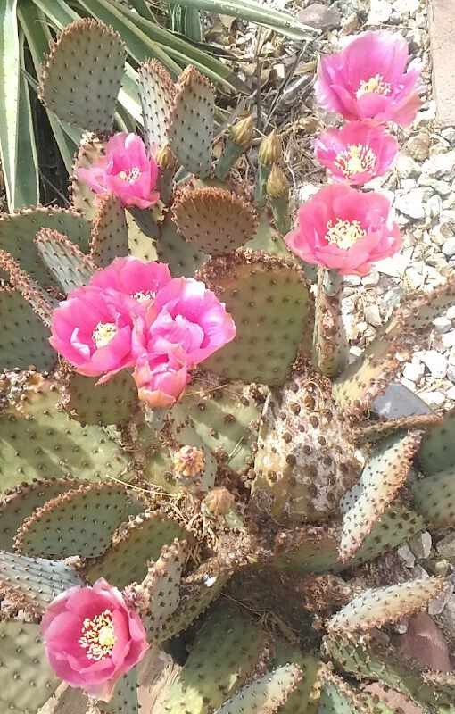 Beaverita Cactus Pad Cutting – Opuntia basilaris × Santa Rita Hybrid, 1 Unrooted Prickly Pear Pad