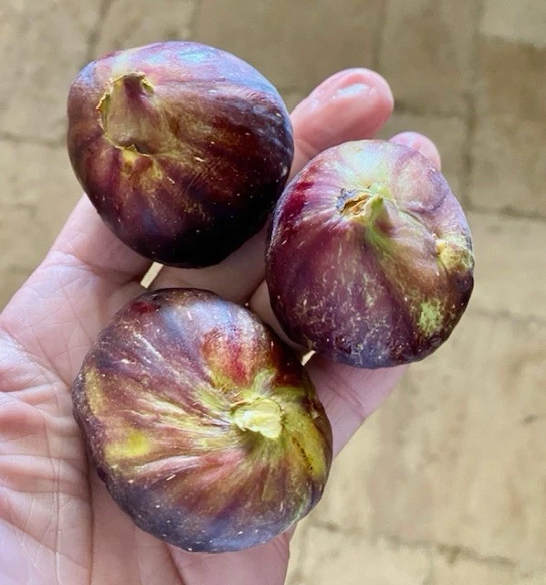 Black Mission Fig Cuttings Dormant, Ficus carica Unrooted Scions 6 Inch or Longer for Propagation Set of 15