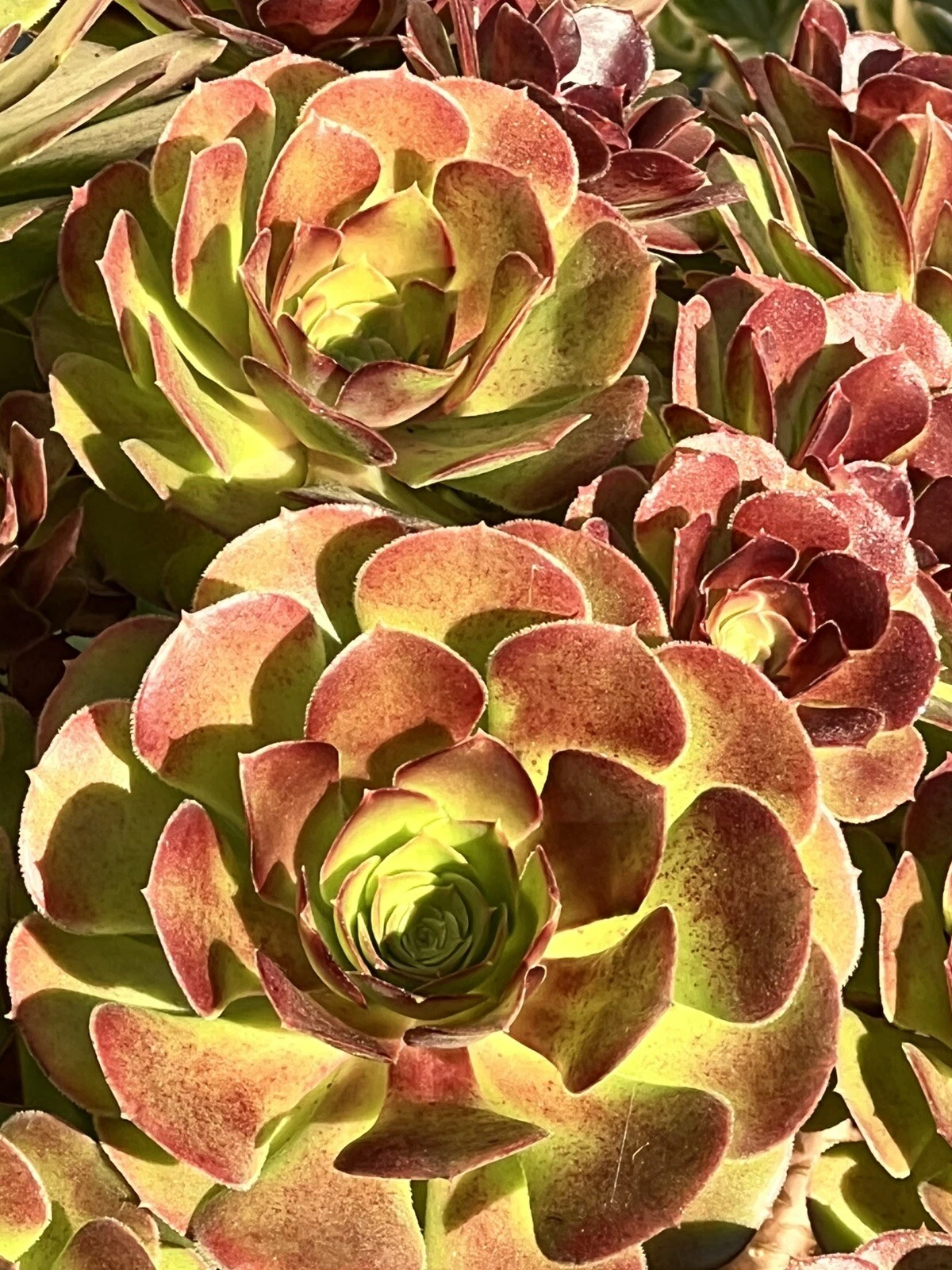 Aeonium Plum Purdy Succulent Cutting Unrooted Live Rosette Plant for Propagation