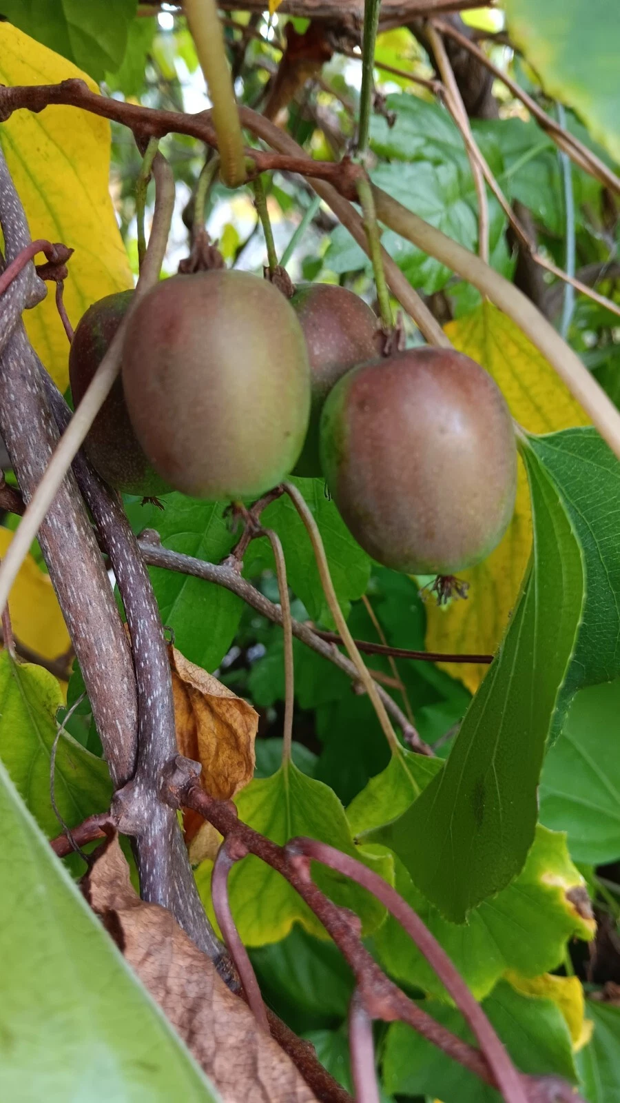 Hardy Kiwi Actinidia Arguta Geneva – 10 Organic Female Hardwood Cuttings, Cold Hardy Kiwi Vine for Planting