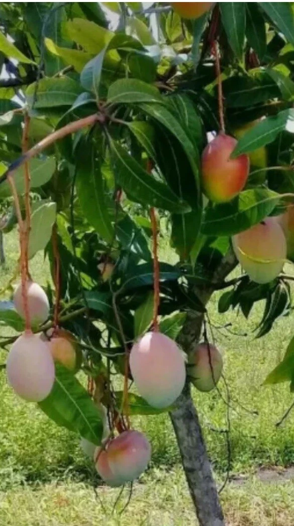 Valencia Mango Scions for Grafting, Mango Tree Scionwood Cuttings for Propagation Set of 5