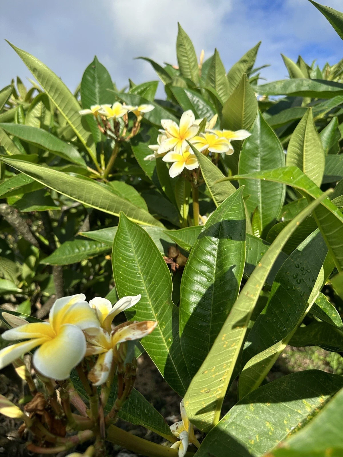 Yellow Plumeria Starter Cuttings 2 Pack 10 Inch Unrooted Single Head Frangipani Live Plant for Propagation