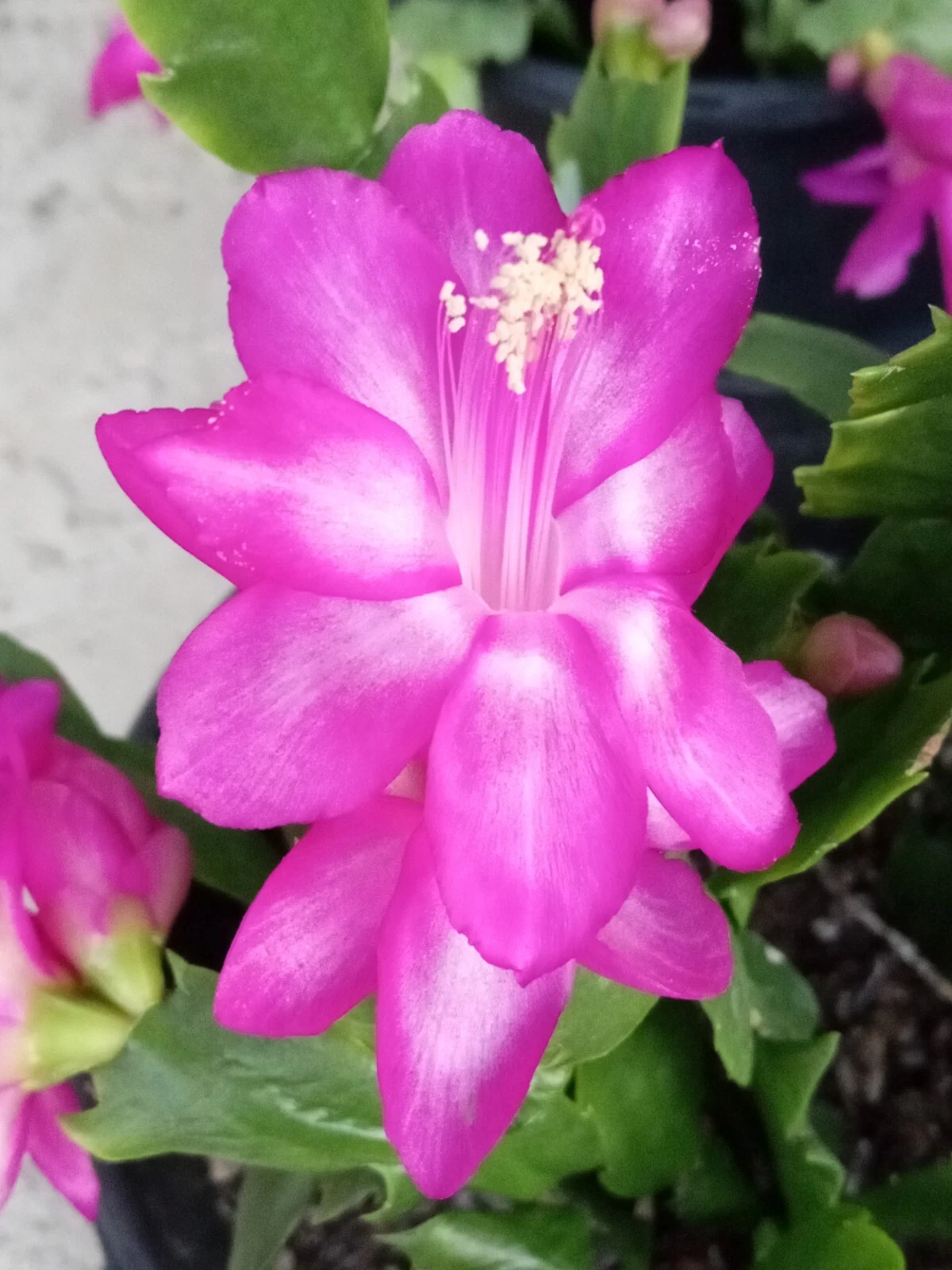 Thanksgiving Cactus Magenta Schlumbergera, 5 Live Plants Ready to Plant