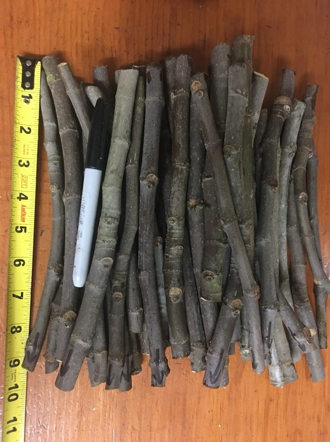 Negronne Fig Tree Cuttings – 3 Fresh Unrooted Ficus Carica Cuttings for Propagation and Planting