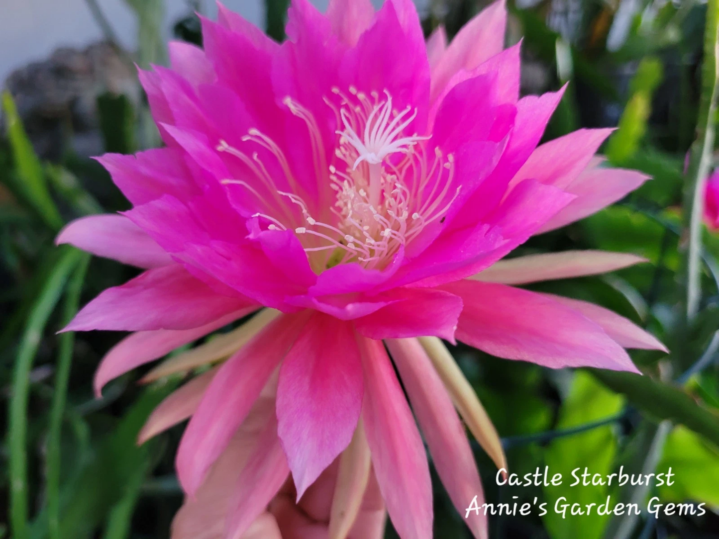 Epiphyllum Castle Starburst Unrooted Cuttings 8 to 10 Inch Orchid Cactus Plant for Propagation