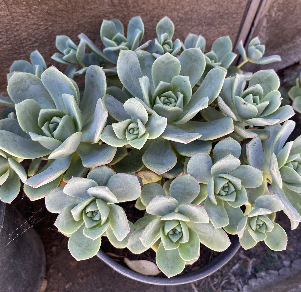 Aeonium Haworthii Pinwheel Succulent Cuttings, 10 Unrooted Rosette Cuttings