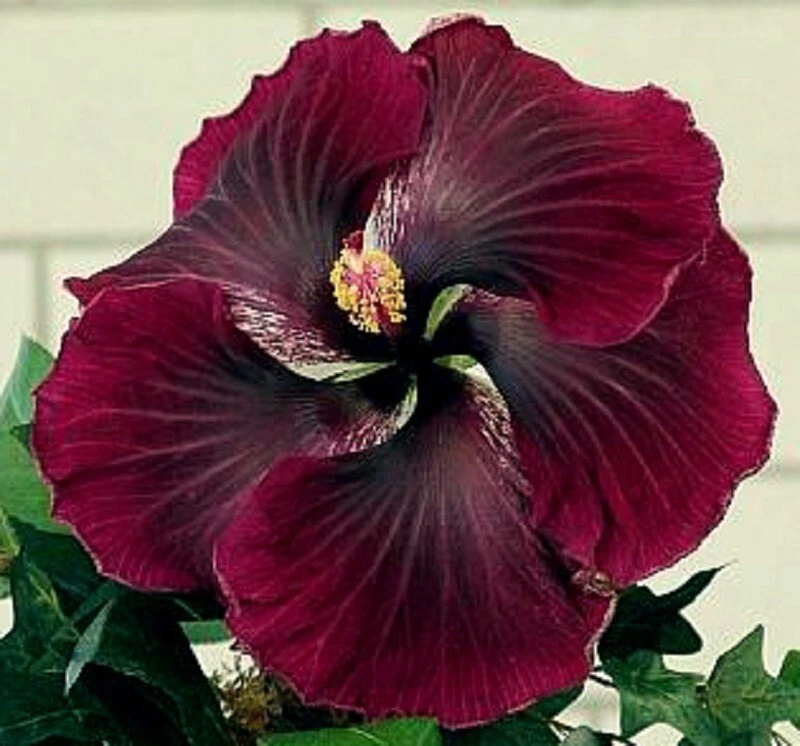 Hibiscus Black Dragon Cuttings, 3 Fresh Unrooted Hibiscus Cuttings for Propagation