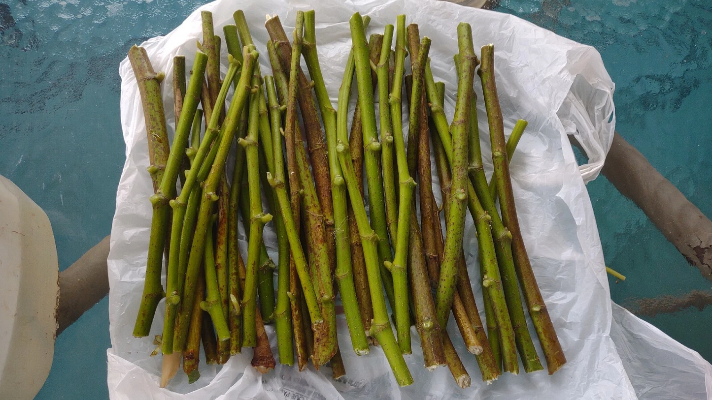 Hardy Chicago Fig Tree Cuttings Bulk Lot, 20 Live Branch Cuttings for Planting