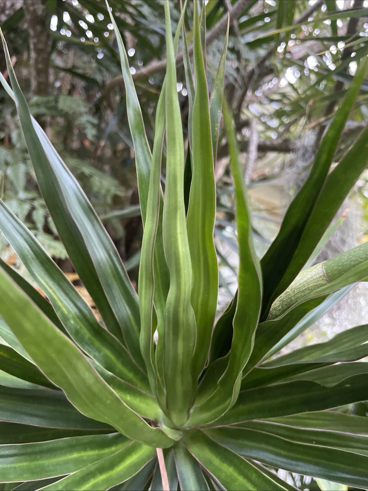 Dragon Tree Cuttings Dracaena Marginata 5 Unrooted Cuttings Indoor Houseplant