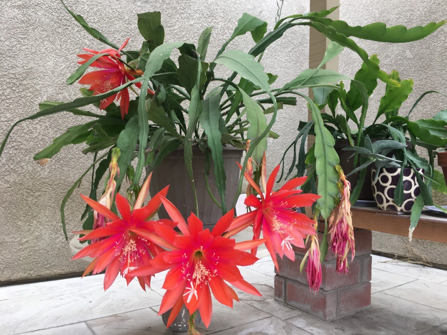 Epiphyllum Orange Swirl Orchid Cactus Cuttings 5 Fresh Unrooted Cuttings 5 Inch